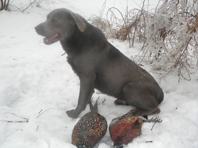 Hunting Labrador Retrievers for Sale