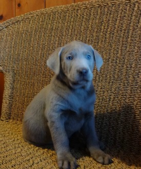 Silver Lab Puppies for Sale